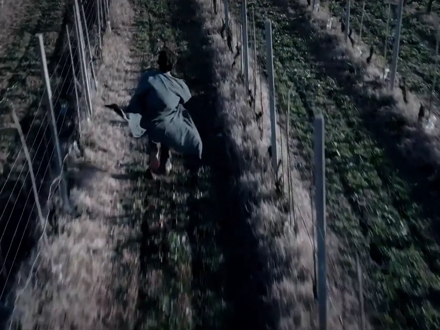 Ripresa aerea con il drone tra i filari di una vigna, dal cortometraggio A place behind