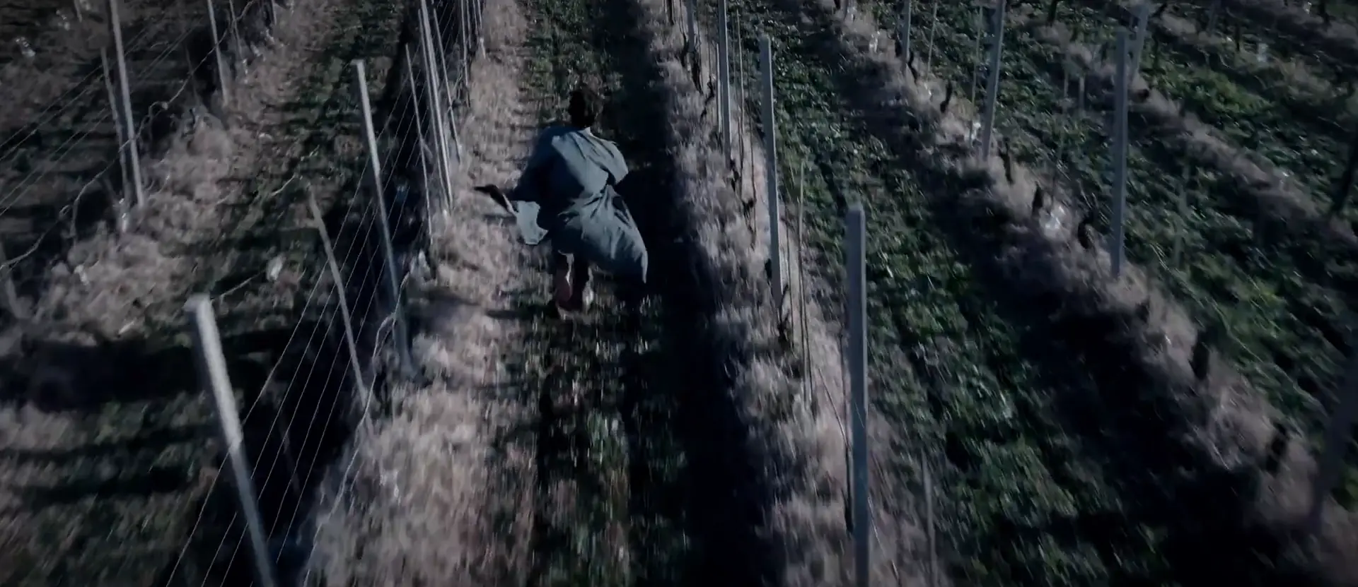 Ripresa aerea con il drone: il protagonista corre tra i filari di una vigna, dal cortometraggio A place behind